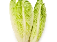 Lettuce (Romain)