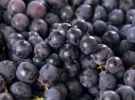 Blue seedless grapes