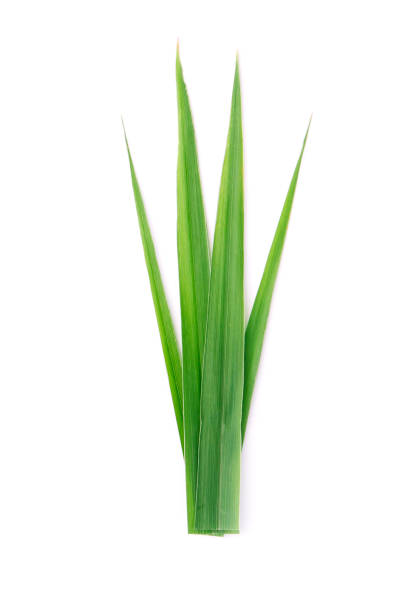 Lemon grass