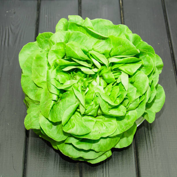 Lettuce lolo Rosa