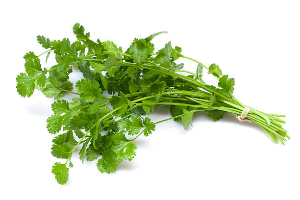 Herbs Coriander