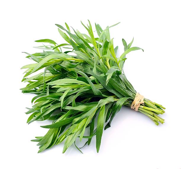 Herbs Tarragon