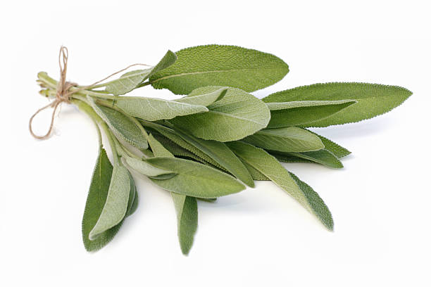 Herbs Sage