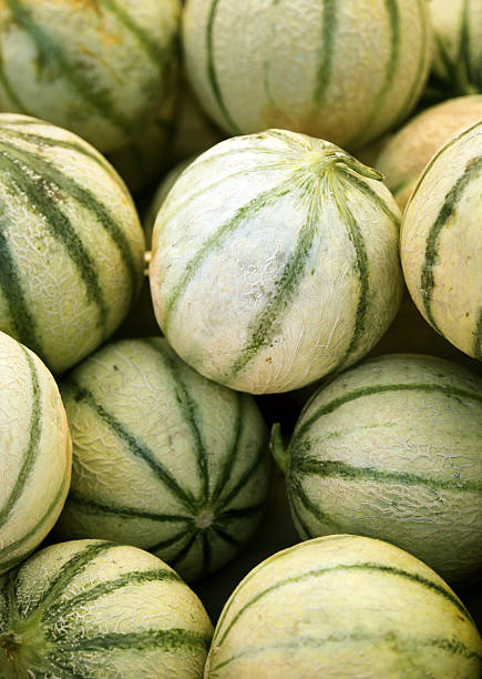 Melon Galia