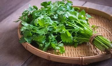 Coriander Cress