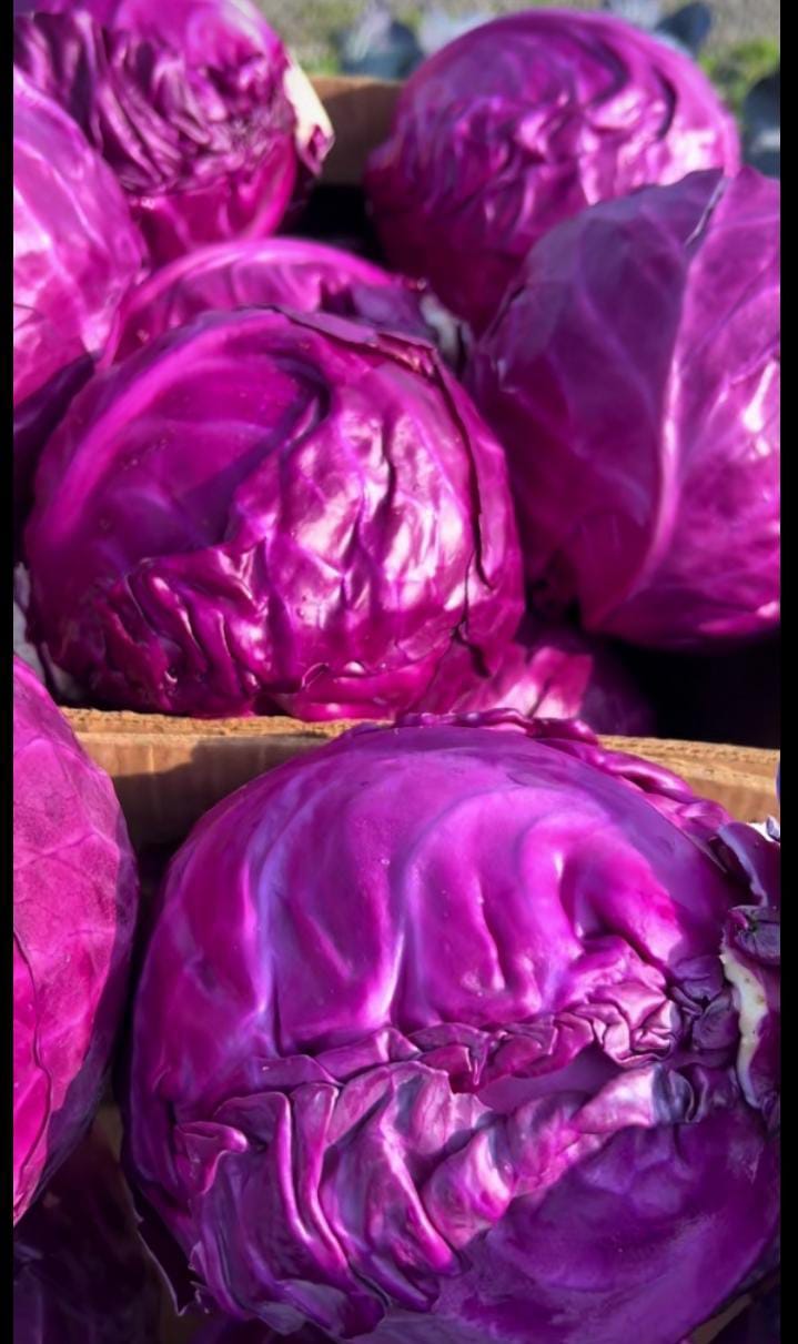 Purple Cabbage
