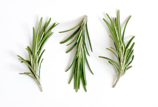 Herbs Rosemary